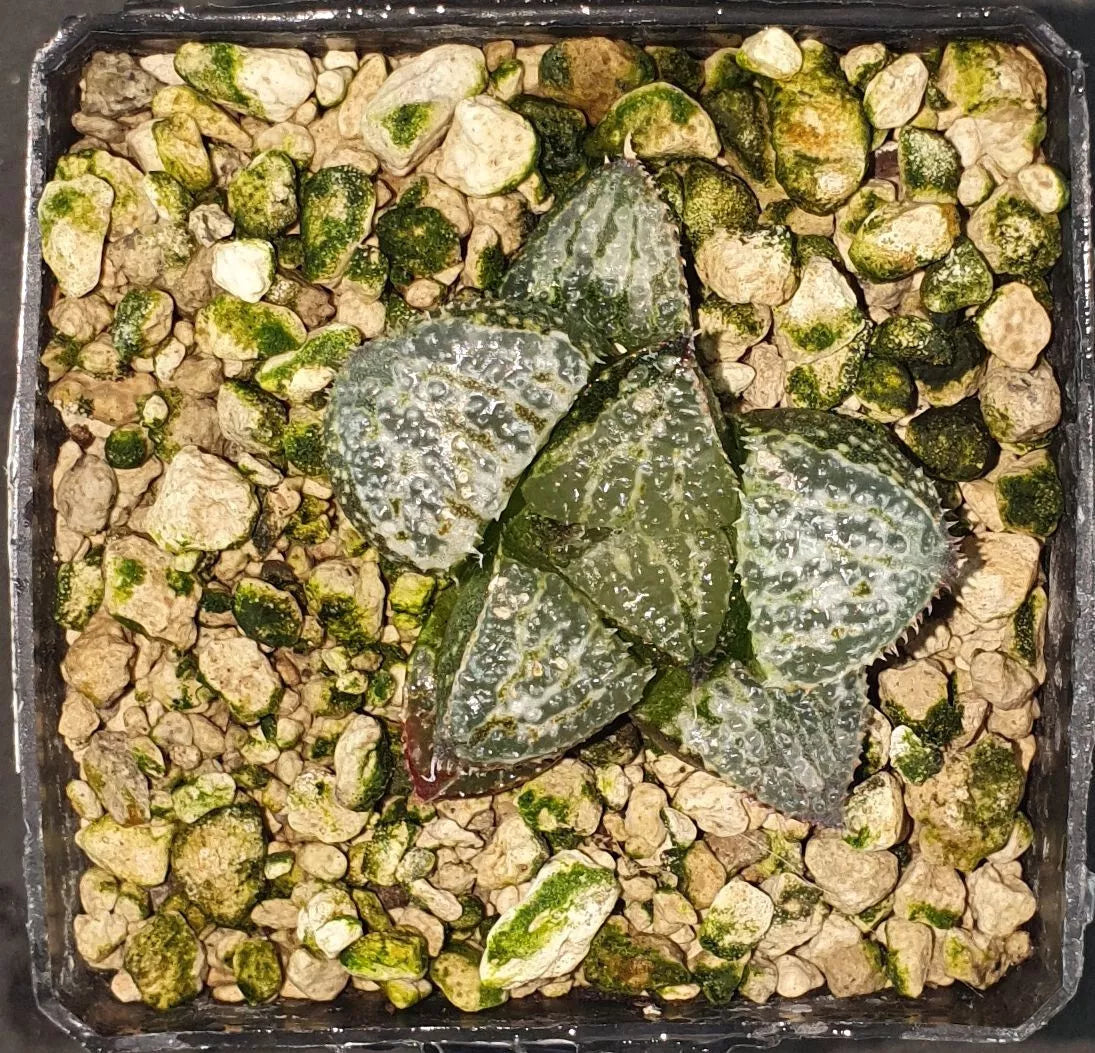 HW110 Haworthia splendens 'YUKI KESHIKI', Phyto available