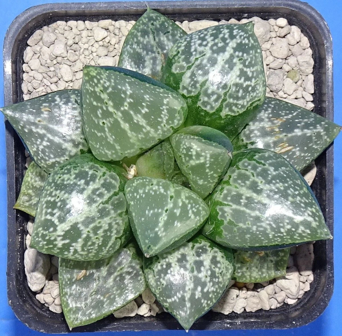HW207 Haworthia 'AMAZONESS' Renny Wong hybrid, Phyto available