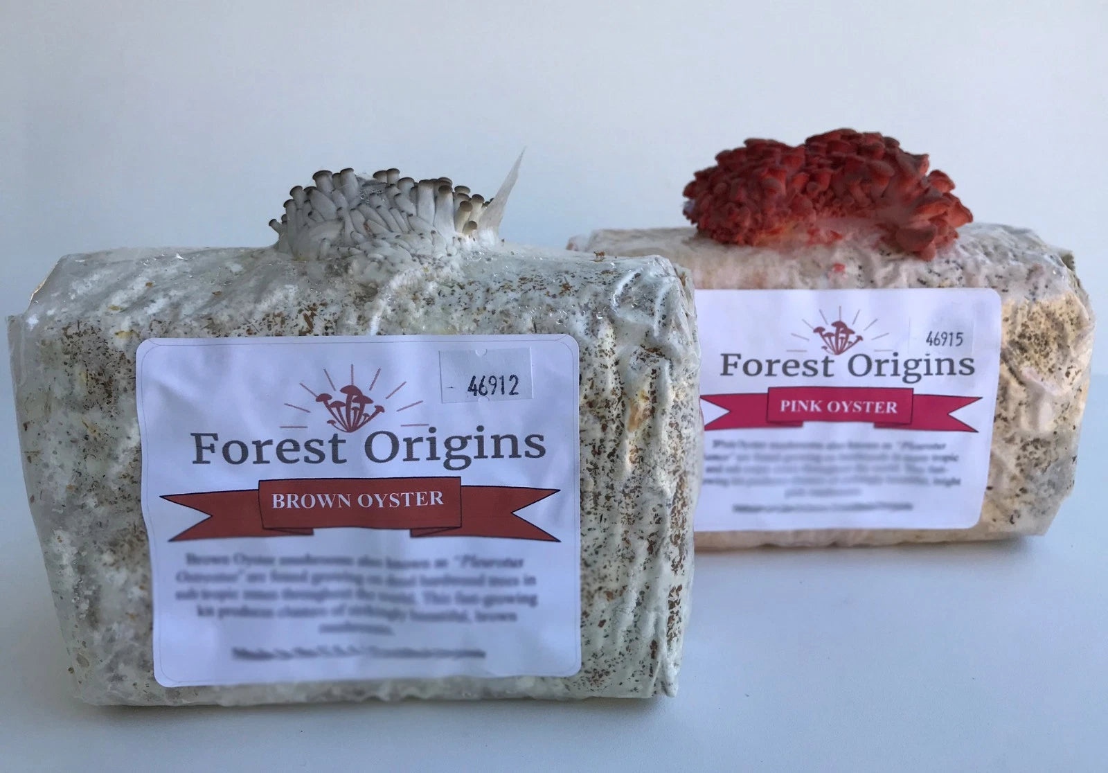 Pink and Brown Oyster Mushroom Growing Farm - Edible Oyster Mushroom Growing Kit