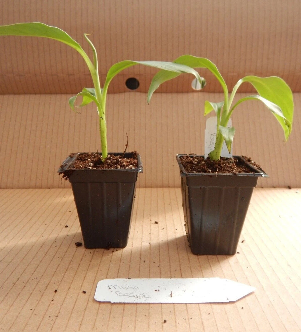 ~BASJOO Banana Tree~~Cold Hardy Musa Live Banana Tree-SMALL ROOTED STARTER PLANT
