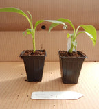 ~BASJOO Banana Tree~~Cold Hardy Musa Live Banana Tree-SMALL ROOTED STARTER PLANT