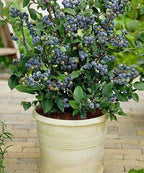 100+ Blueberry Seeds  - Dwarf Top Hat  | Low Bush Variety - Sweet Edible Fruits