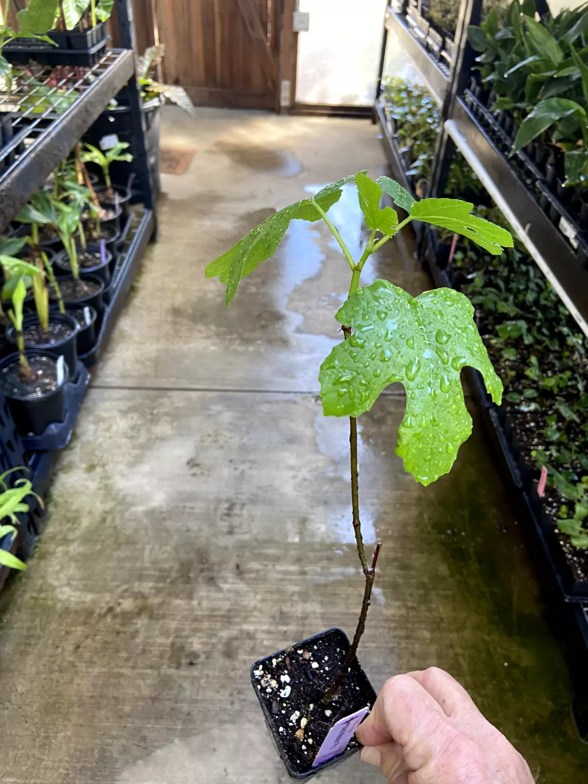 Fig Tree - 'Black Mission' - Fruiting Fig Tree - Ficus Carica