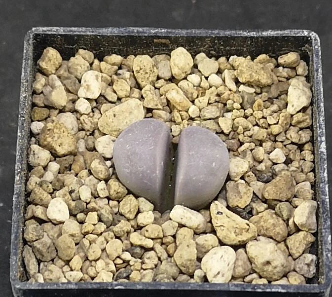 Lithops meyeri 'Hammeruby' C272A , phyto available, living stone, mesemb