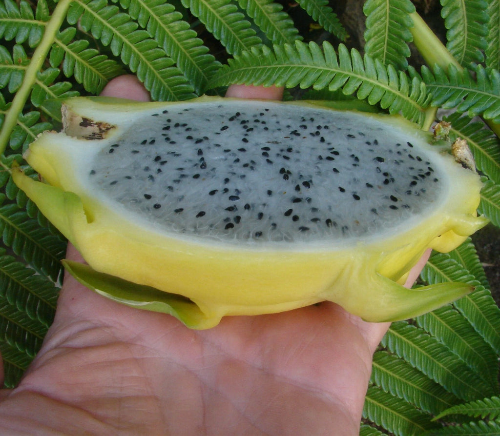 ~GOLDEN DRAGON~ DragonFruit Pitaya White Pulp Yellow Fruits Undatus Seeds EXOTIC