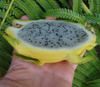 ~GOLDEN DRAGON~ DragonFruit Pitaya White Pulp Yellow Fruits Undatus Seeds EXOTIC