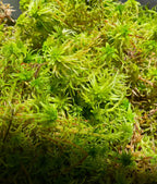 Premium Live Organic Sphagnum Moss Orchid Terrarium Carnivorous Plants 1GL ~3LB