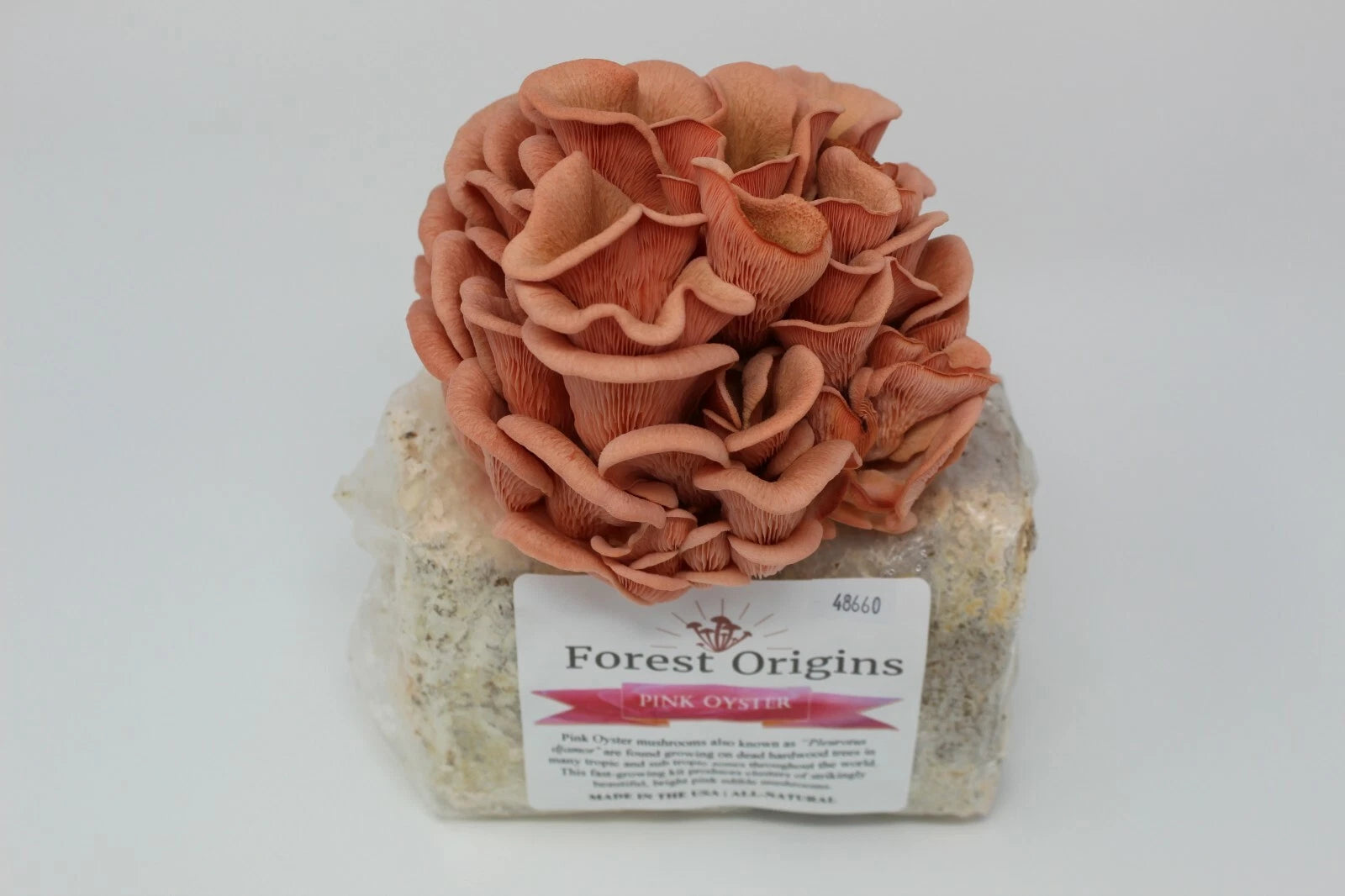 Pink Oyster Mushroom Grow Kit by Forest Origins | Beginner Mushroom Growing Kit