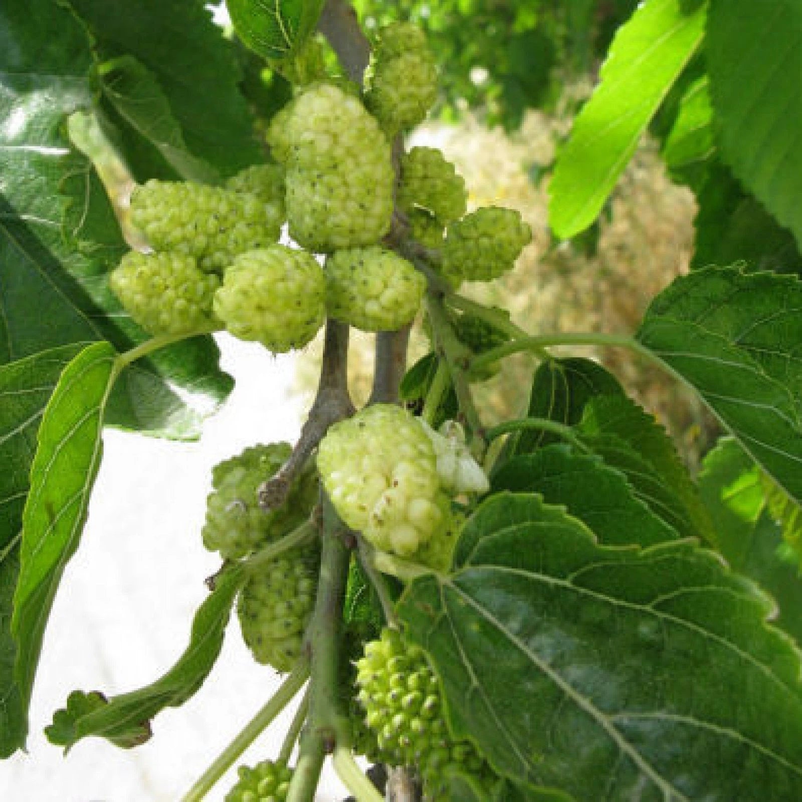 WHITE MULBERRY Morus Alba - 50+ SEEDS