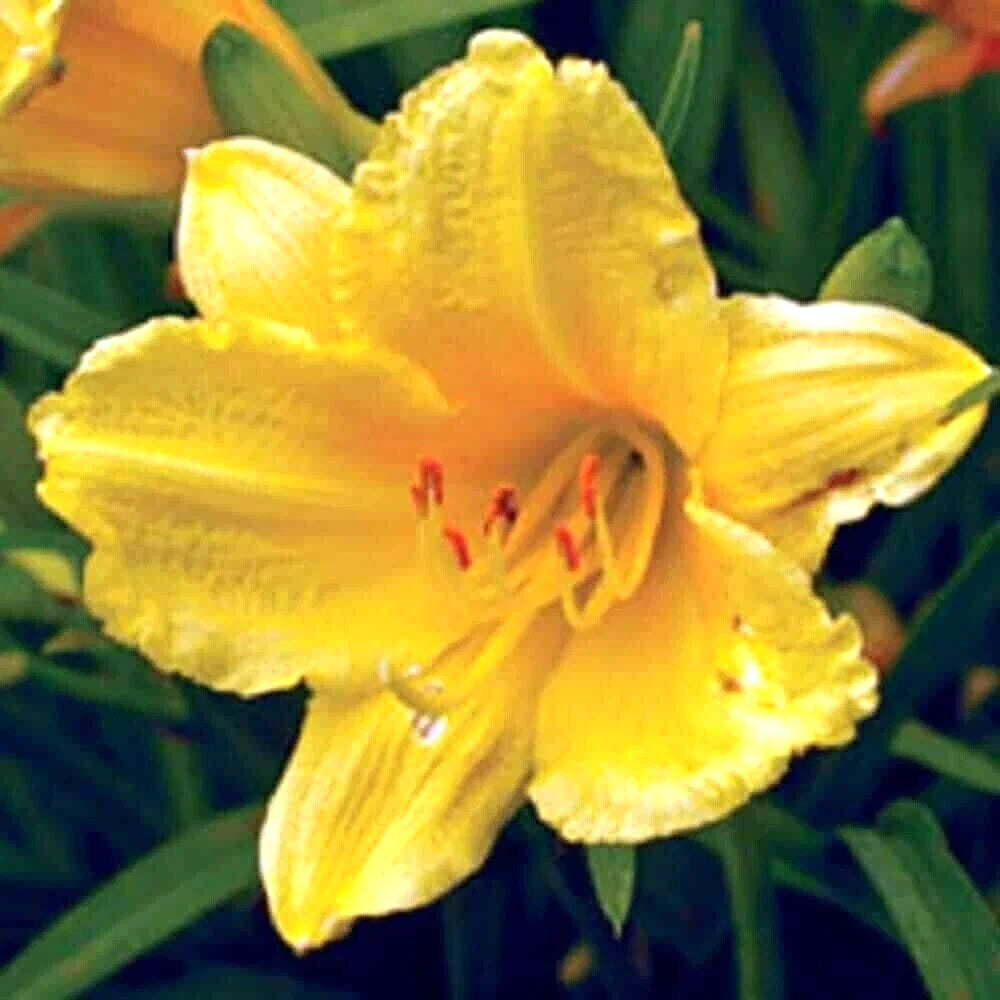 10 HAPPY RETURNS DAYLILY SEEEDS - Hemerocallis 'Happy Returns'