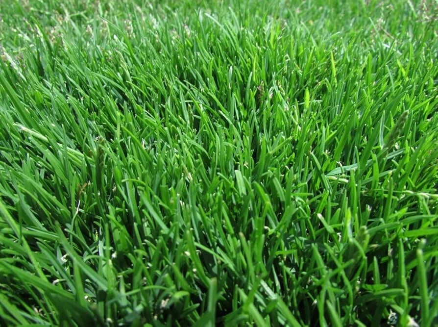 1000 Emerald Zoysia Grass Seeds ¨C Premium Lawn Turf Drought & Heat Tolerant