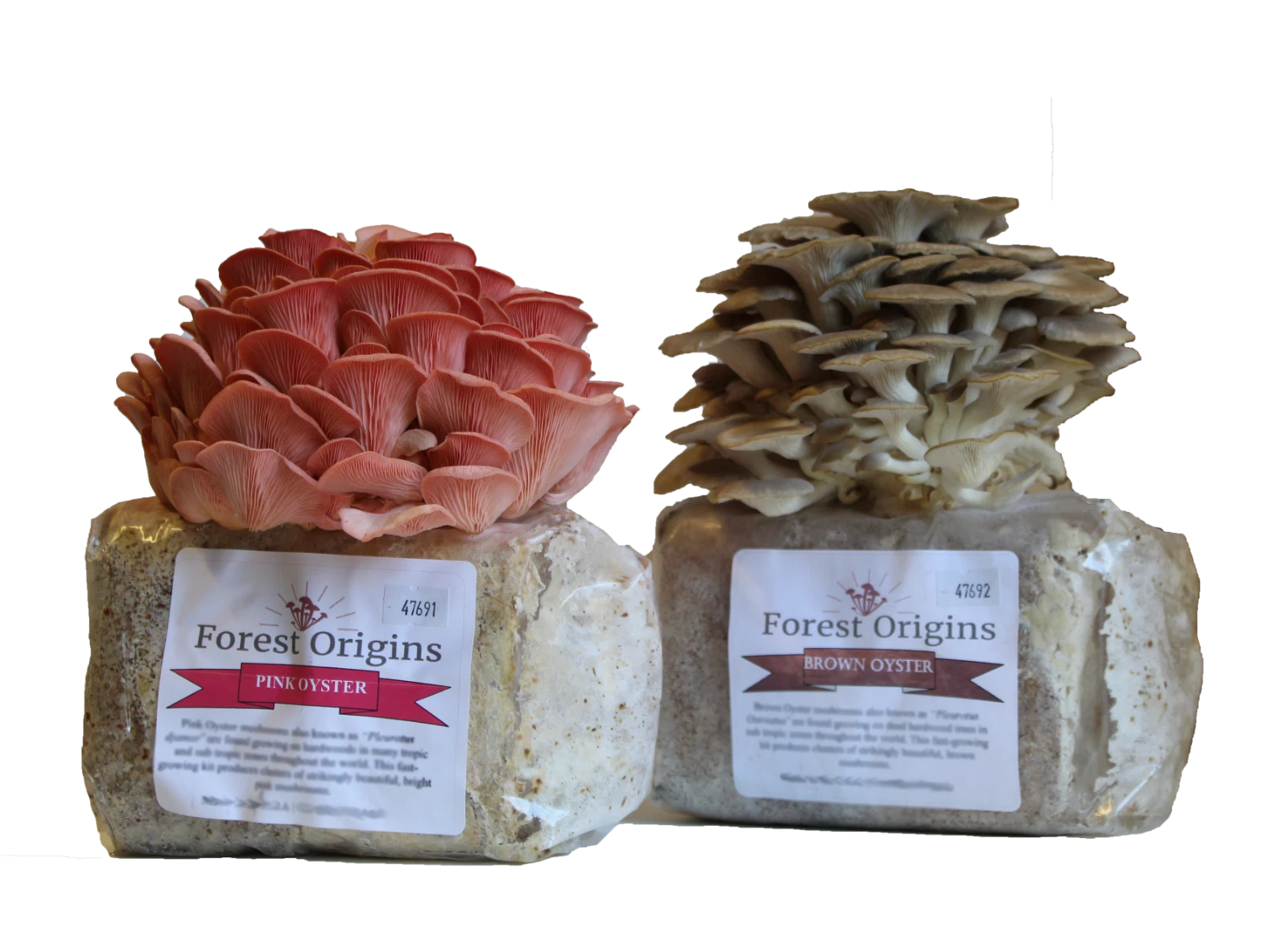 Pink and Brown Oyster Mushroom Growing Farm - Edible Oyster Mushroom Growing Kit