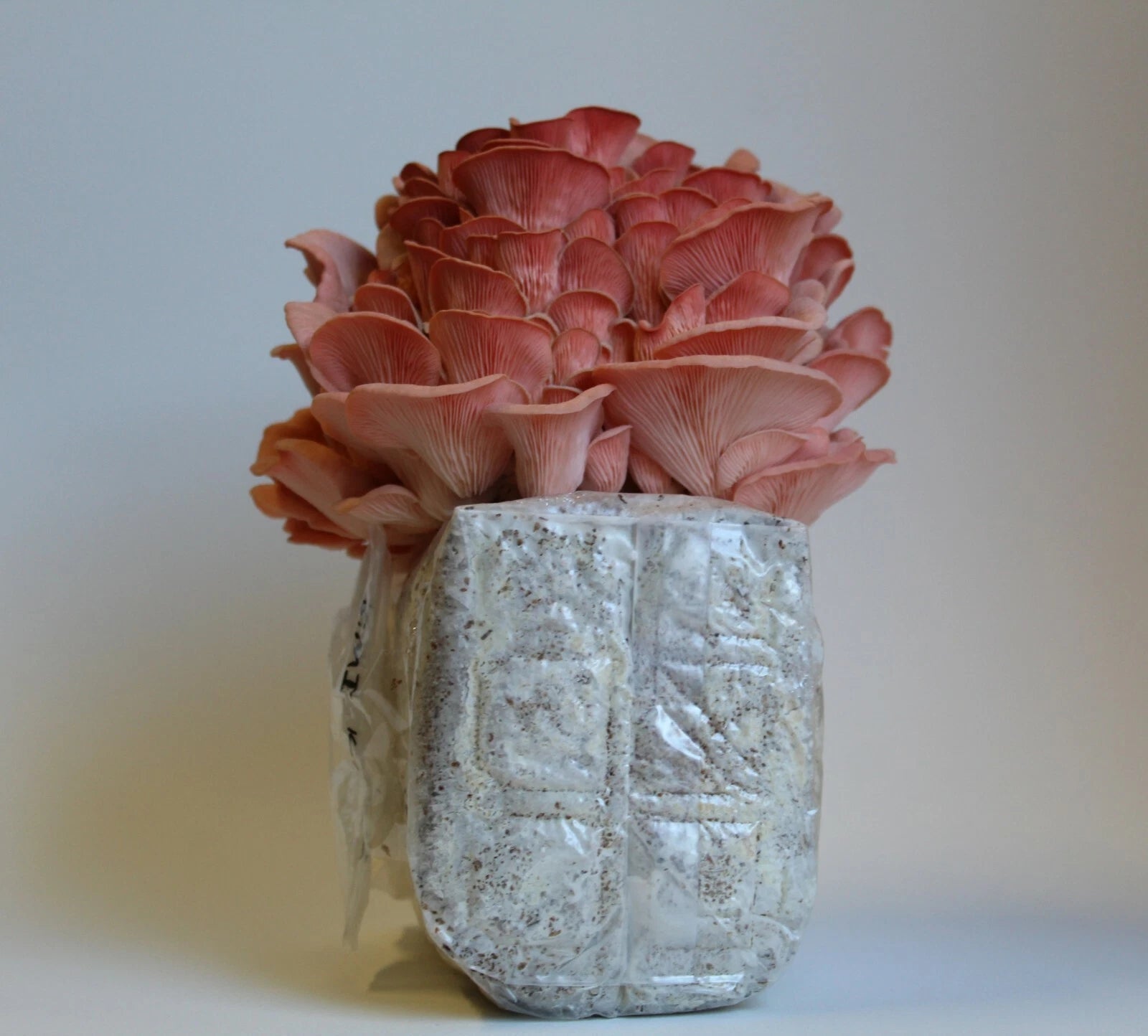 Pink Oyster Mushroom Grow Kit by Forest Origins | Beginner Mushroom Growing Kit