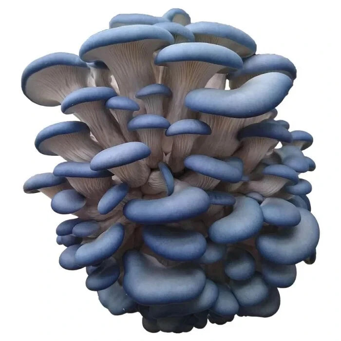 Blue Oyster Mushroom Pleurotus Columbinus Liquid Culture Syringe