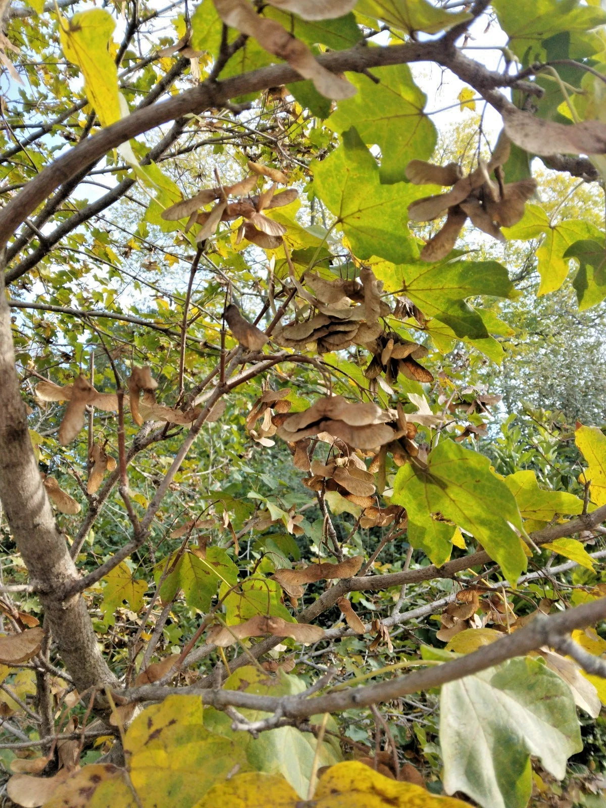 15 COMPACT HEDGE MAPLE SEEEDS - Acer campestre Compactum