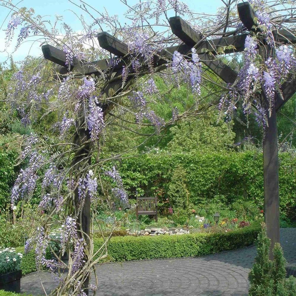 CHINESE BLUE WISTERIA Wisteria Sinensis - 5 SEEDS. FREE S&H