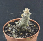 Ceropegia stapeliformis monstruosa , read description!, Phyto available