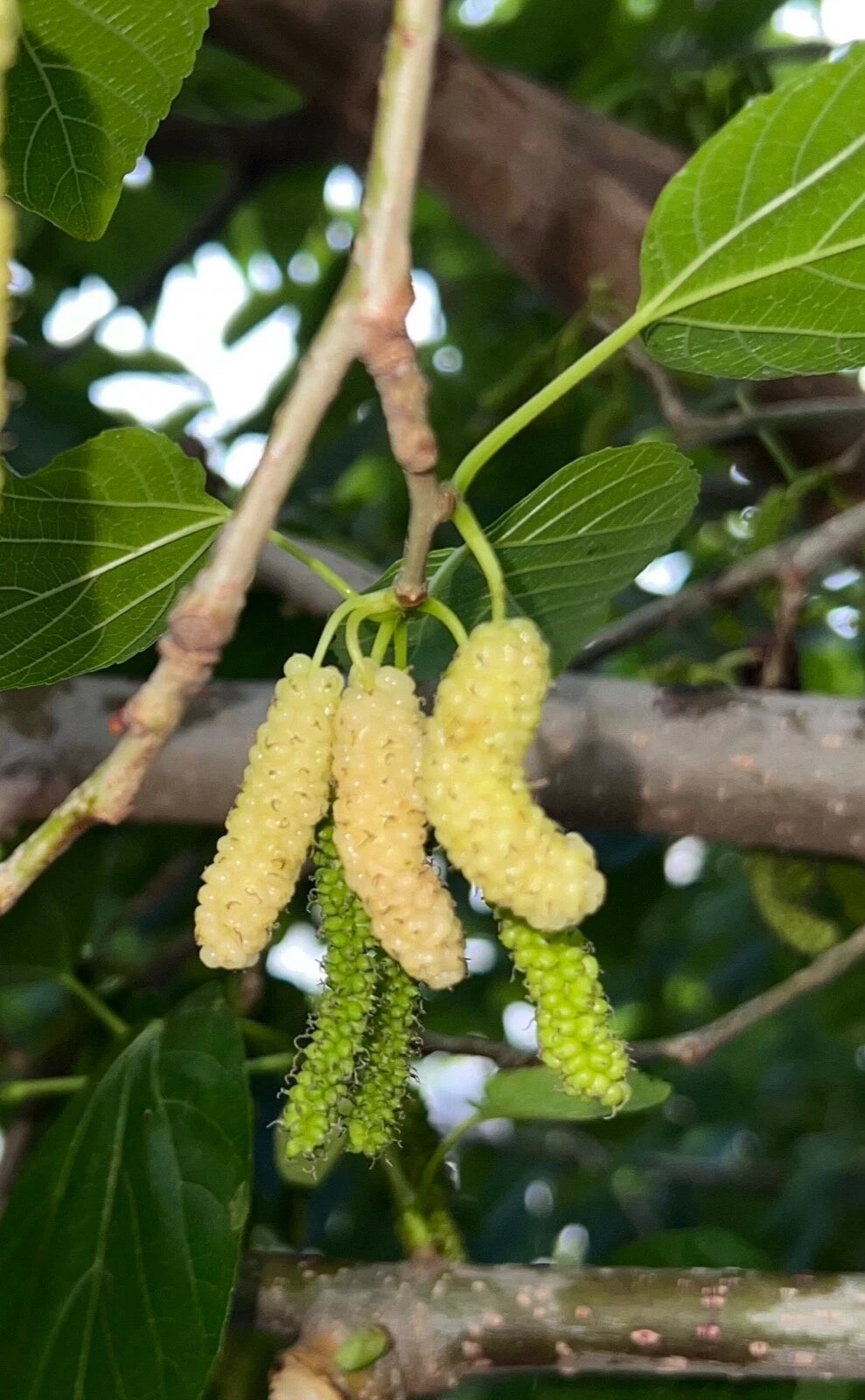 10x White Delicious Super Sweet Shahtoot Mulberry Organic unrooted cuttings
