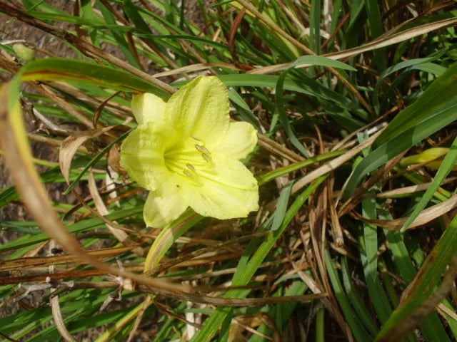 25 YELLOW STELLA DE ORO DAYLILY SEEEDS