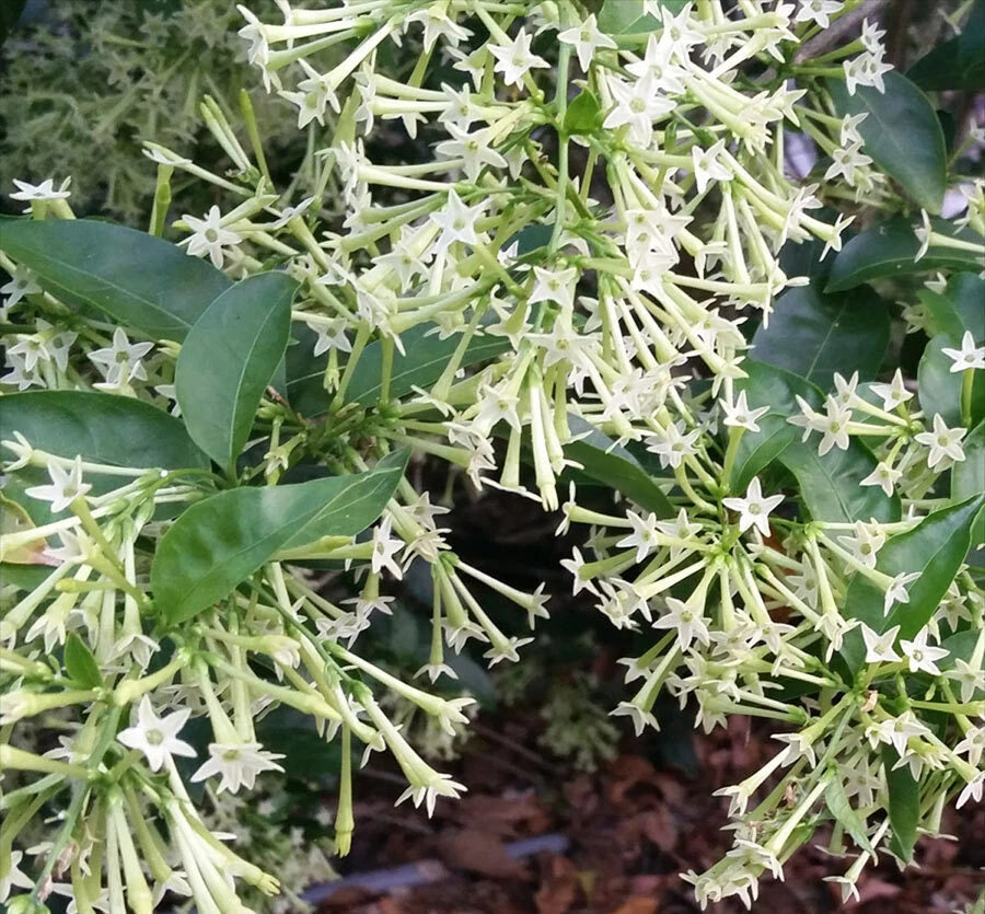 ~Night Blooming Jasmine~ Cestrum Nocturnum~ Live Plant~ Intensely Fragrant~