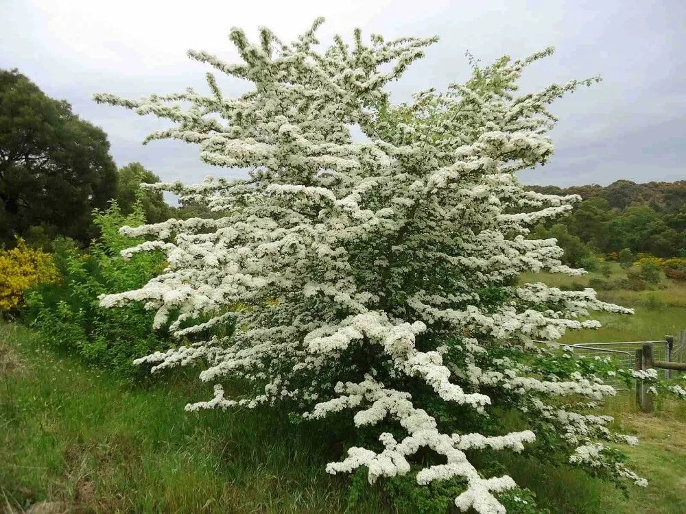 ENGLISH ONESEED HAWTHORN Crataegus Monogyna - 10 SEEDS. FREE S&H
