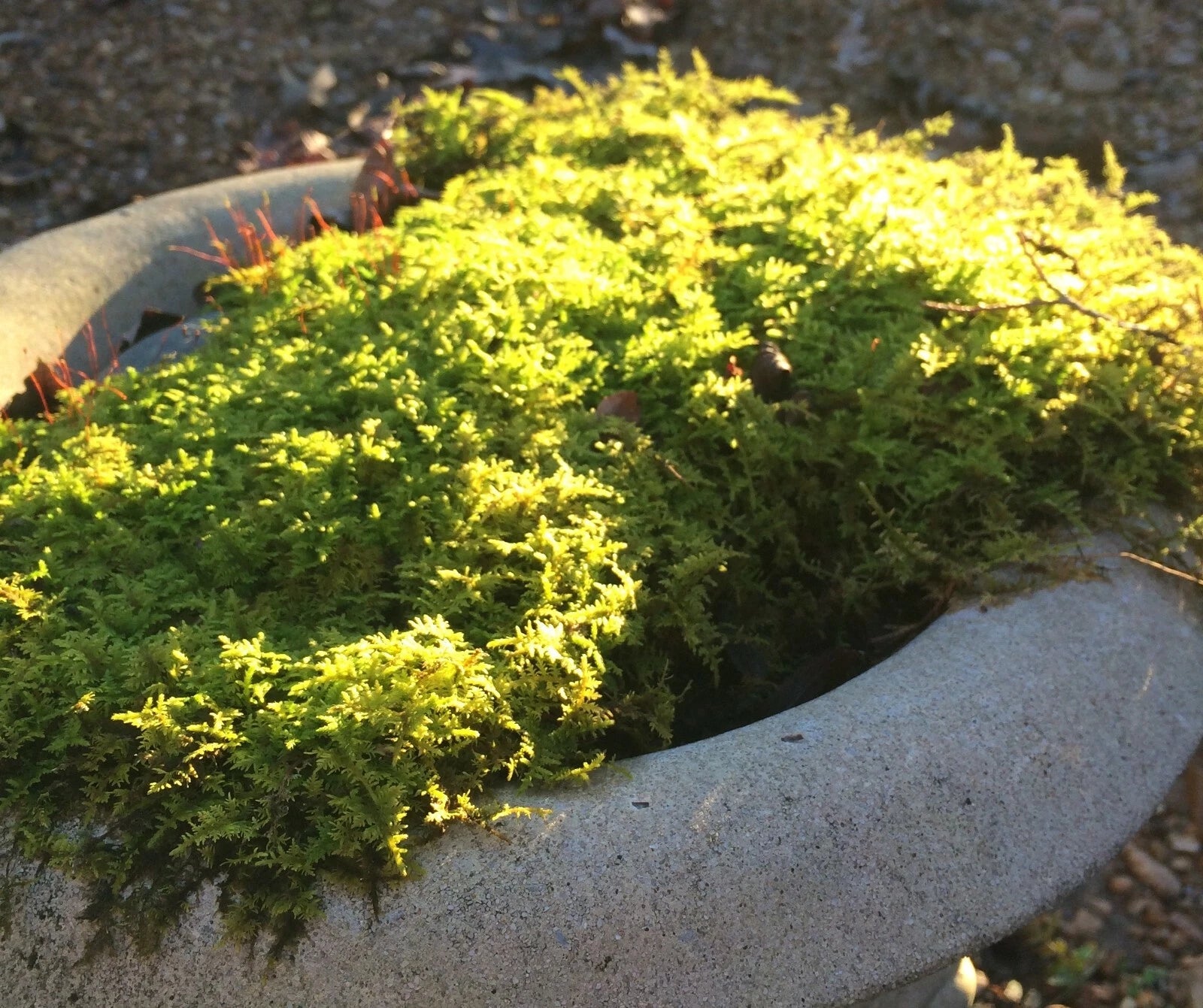 Fresh Fern Moss Perfect for Terrariums and Bonsai - Two 9x12 inch sheets