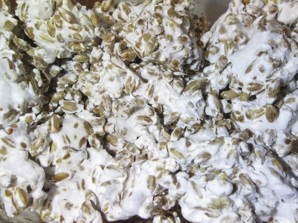1 LB of Shiitake mushroom Grain Spawn US Seller!!!