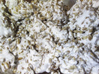 1 LB of Shiitake mushroom Grain Spawn US Seller!!!