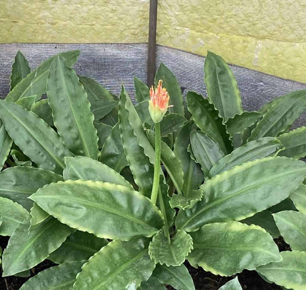 Scadoxus multiflorus, bulbs, caudex, euph Phyto available, read description!