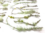 10 count 6-12 Live Lichen & Moss Covered Wood Sticks, Terrarium Fairy garden