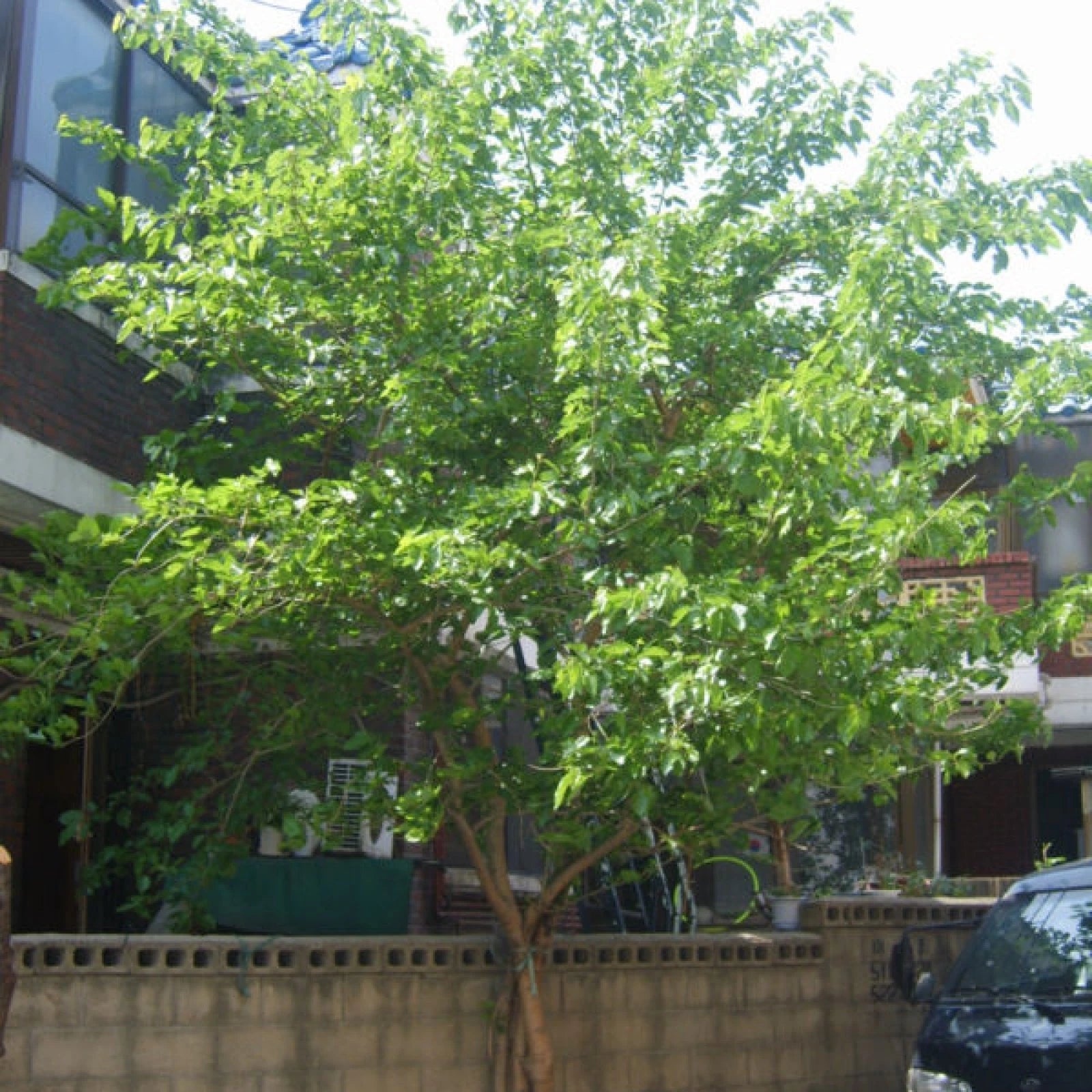 WHITE MULBERRY Morus Alba - 50+ SEEDS