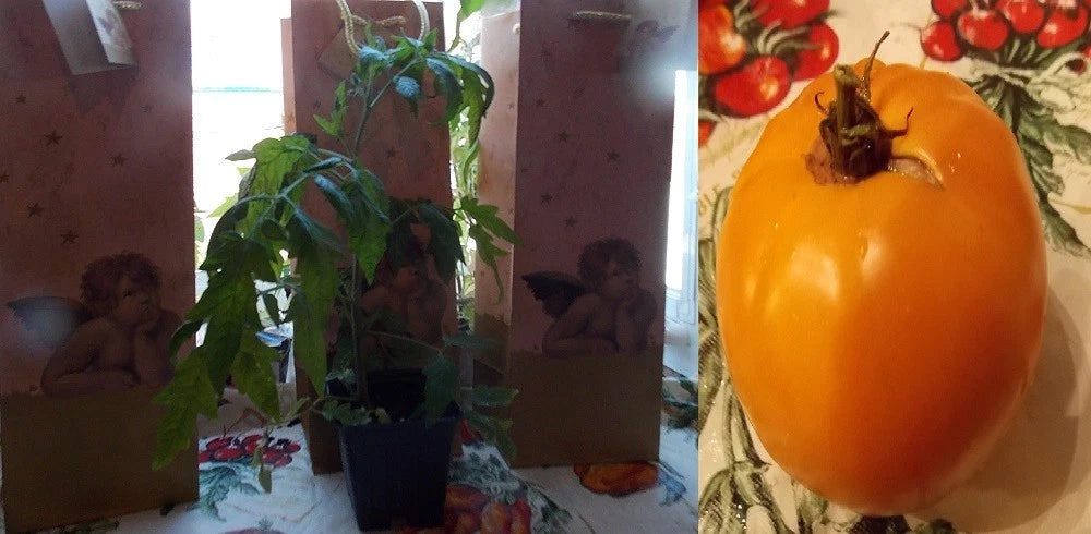 10 Orange Strawberry Heirloom Historical  Plus 2 Packs of Vegetable Seeds