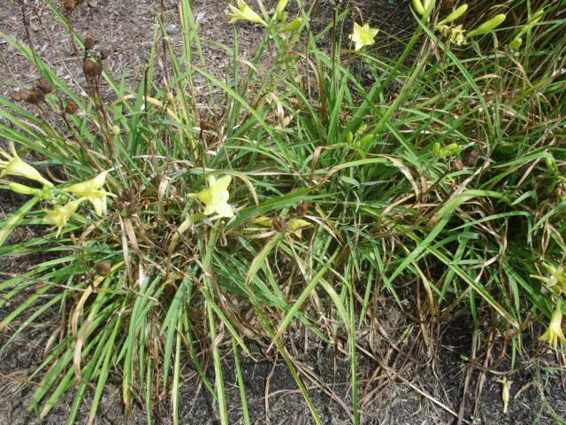 25 YELLOW STELLA DE ORO DAYLILY SEEEDS