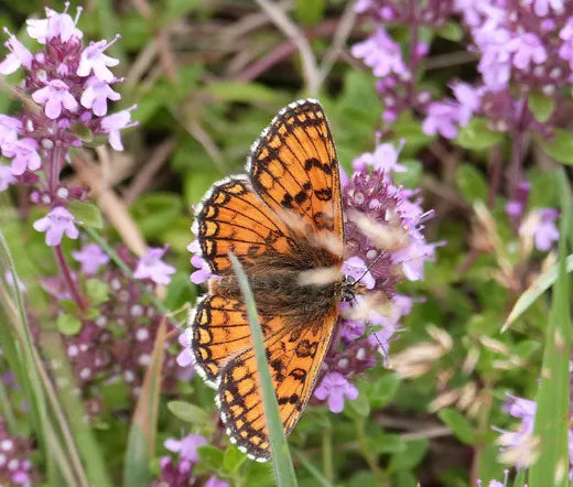 CREEPING THYME GROUND COVER Thymus Serpyllum - 1,000 Seeds