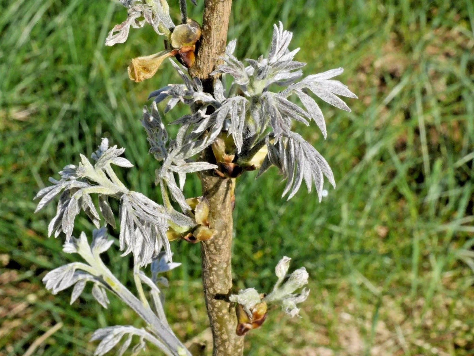 15 AMUR MAACKIA  STARBURST  SEEEDS - Maackia amurensis