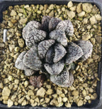 HW090 Haworthia 'MORDOR', Phyto available