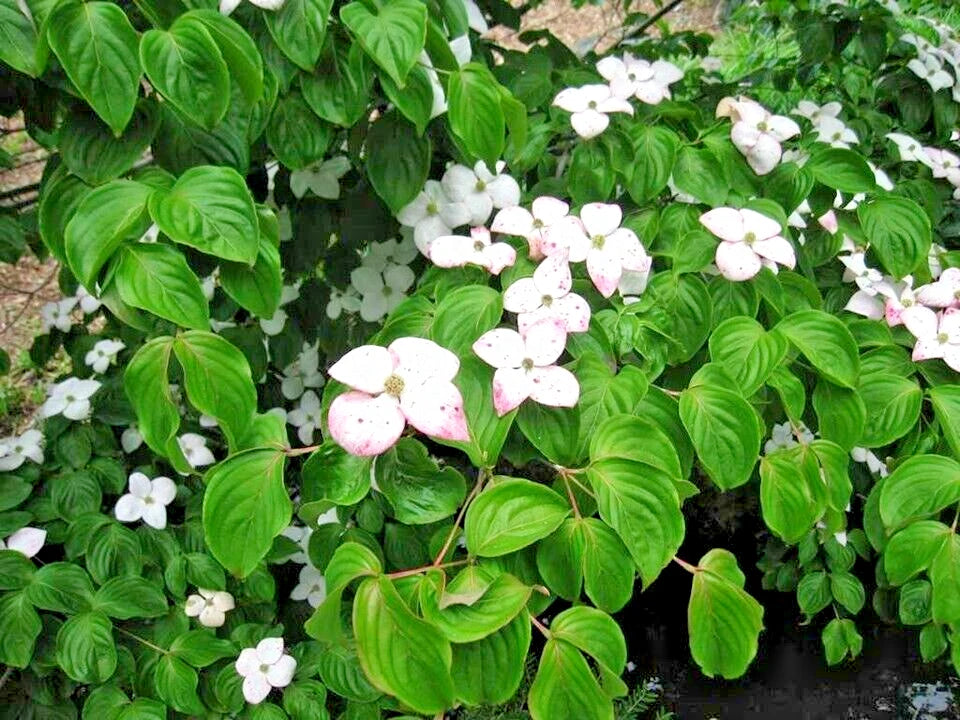 12 SANTOMI KOUSA DOGWOOD SEEEDS  - Cornus kousa 'Satomi'  ( pink flowers )