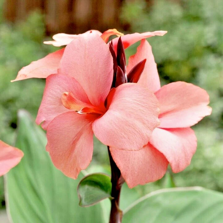 12 MANGO CANNOVA CANNA SEEEDS