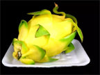 ~GOLDEN DRAGON~ DragonFruit Pitaya White Pulp Yellow Fruits Undatus Seeds EXOTIC