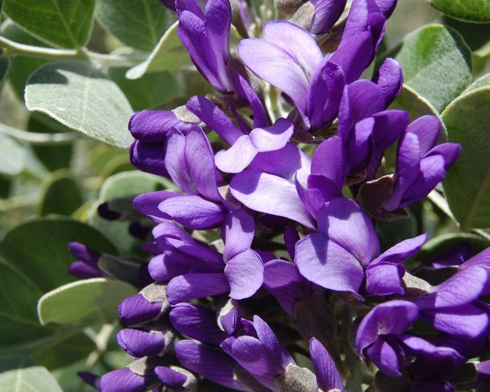 TEXAS MOUNTAIN LAUREL Sophora Secundiflora - 5 SEEDS