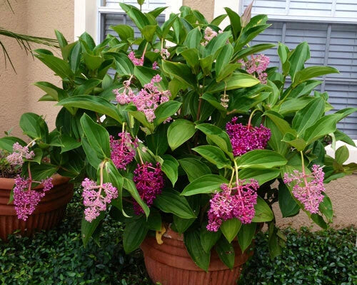 Medinilla Myriantha Malaysian Orchid Live Flowering Plant AKA Malaysian Grapes