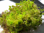 Premium Live Organic Sphagnum Moss Orchid Terrarium Carnivorous Plants 1GL ~3LB