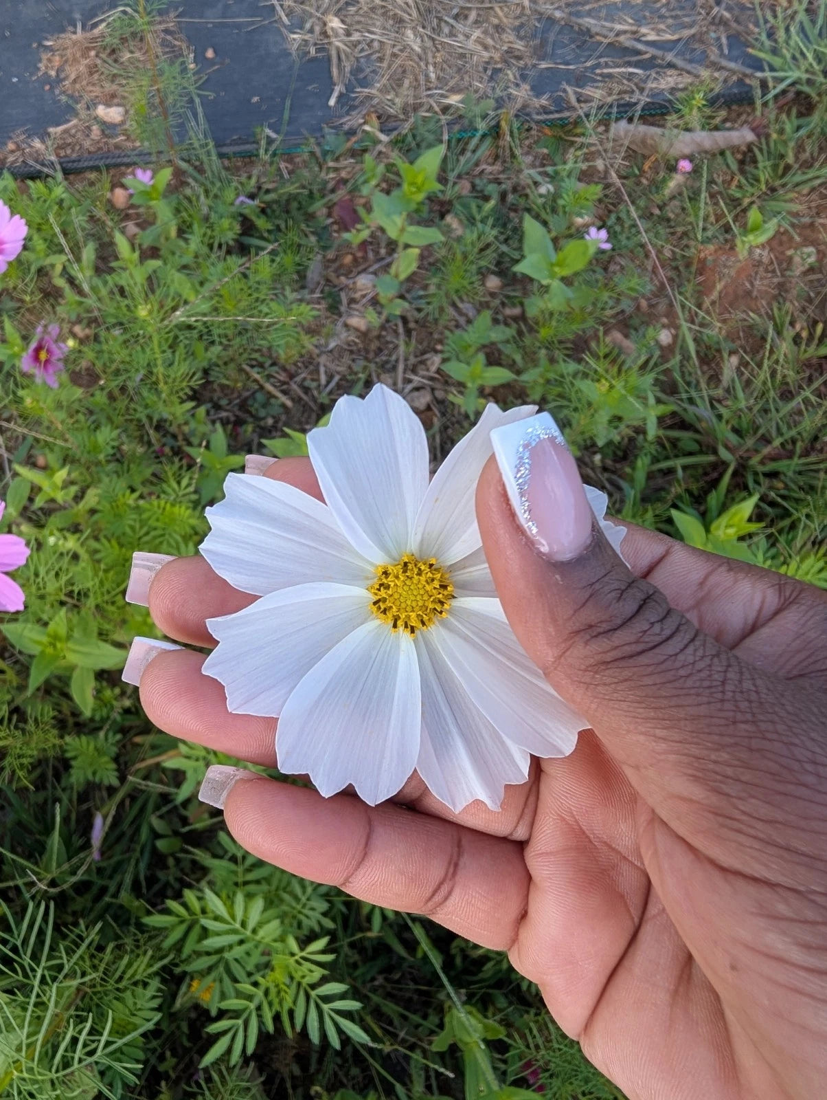100 Mixed Cosmos Seeds ¨C Pink, White & Magenta ¨C Easy Annual ¨C...