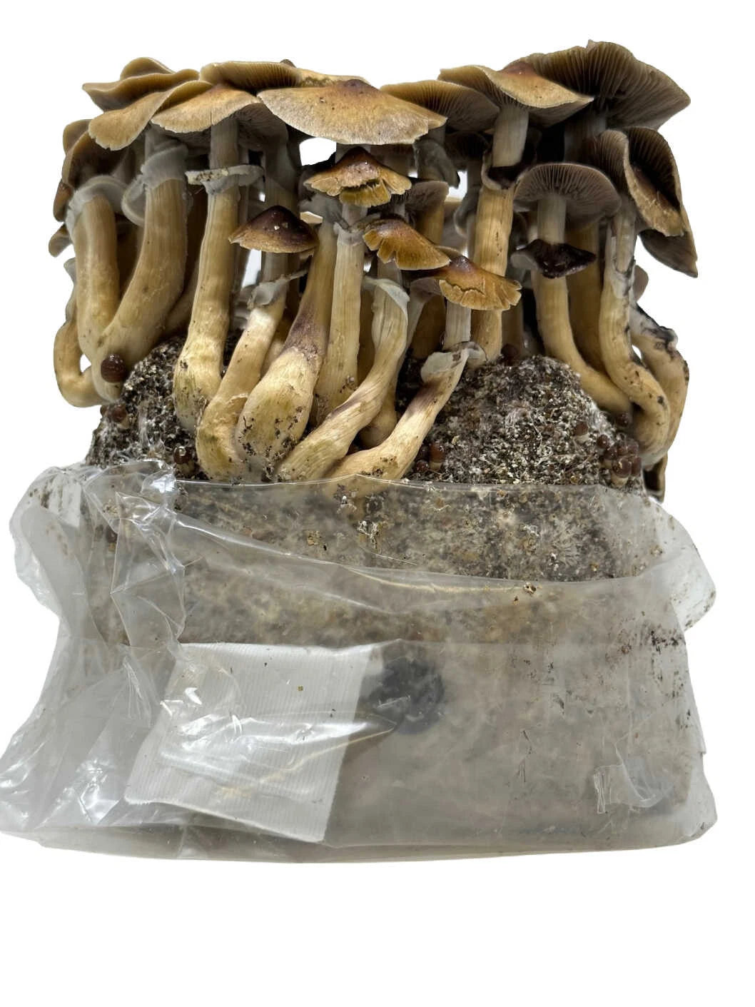 Myco Labs All in One Mushroom Grow Kit in a Bag 4 Lbs