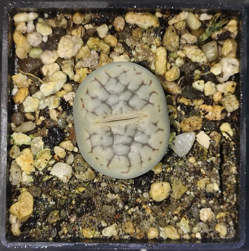 Lithops hookerii C91 , phyto available, living stone, mesemb