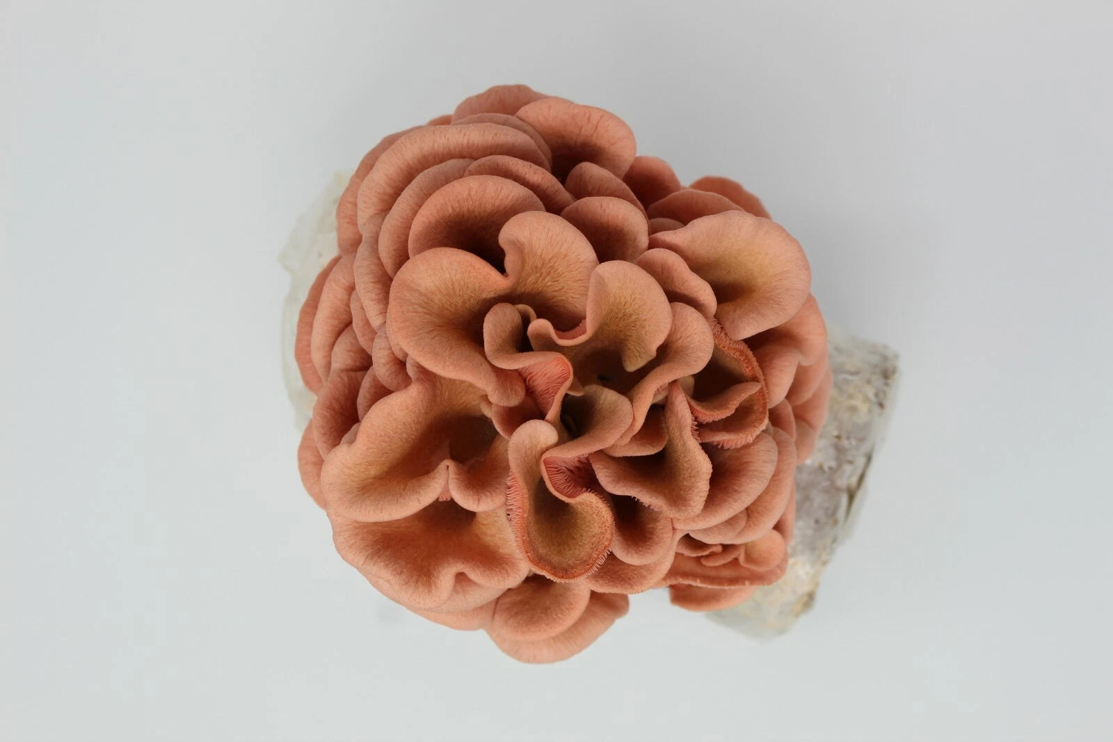 Pink and Brown Oyster Mushroom Growing Farm - Edible Oyster Mushroom Growing Kit