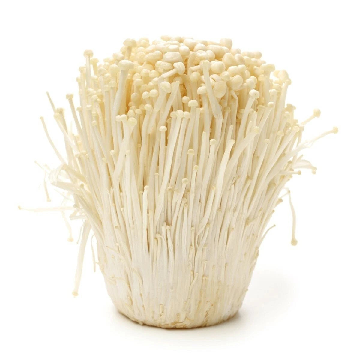 100 g of Enoki mushroom Grain Spawn US Seller!!!