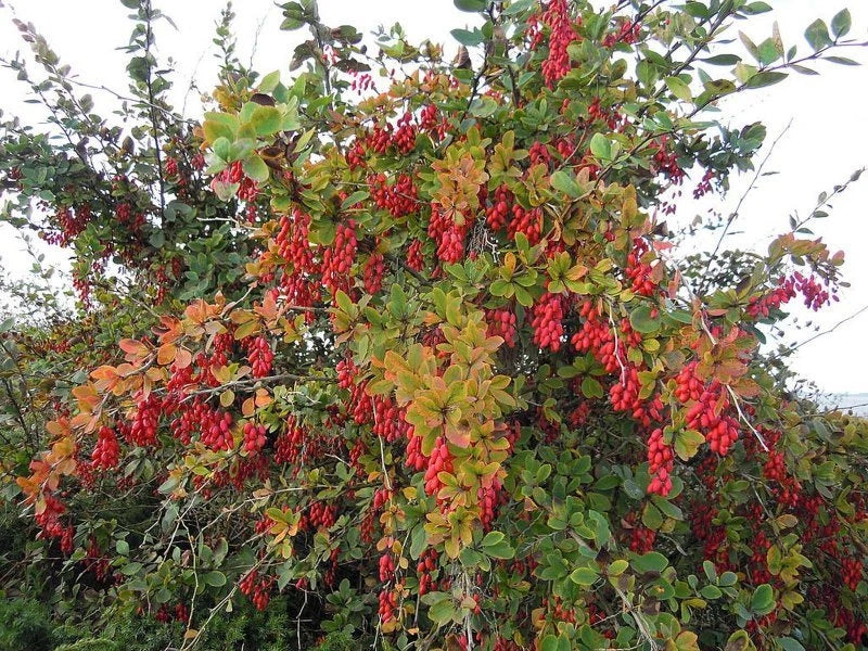 EUROPEAN BARBERRY Berberis Vulgaris - 10+ SEEDS