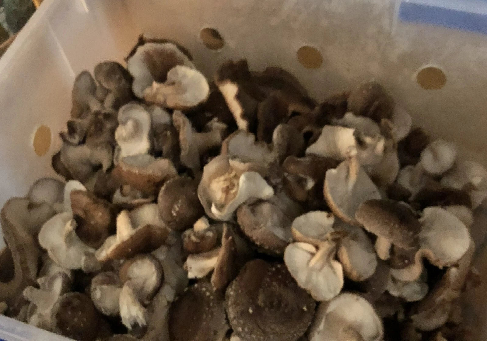 Shiitake Mushroom Plug Spawn 500X - FREE USA shipping