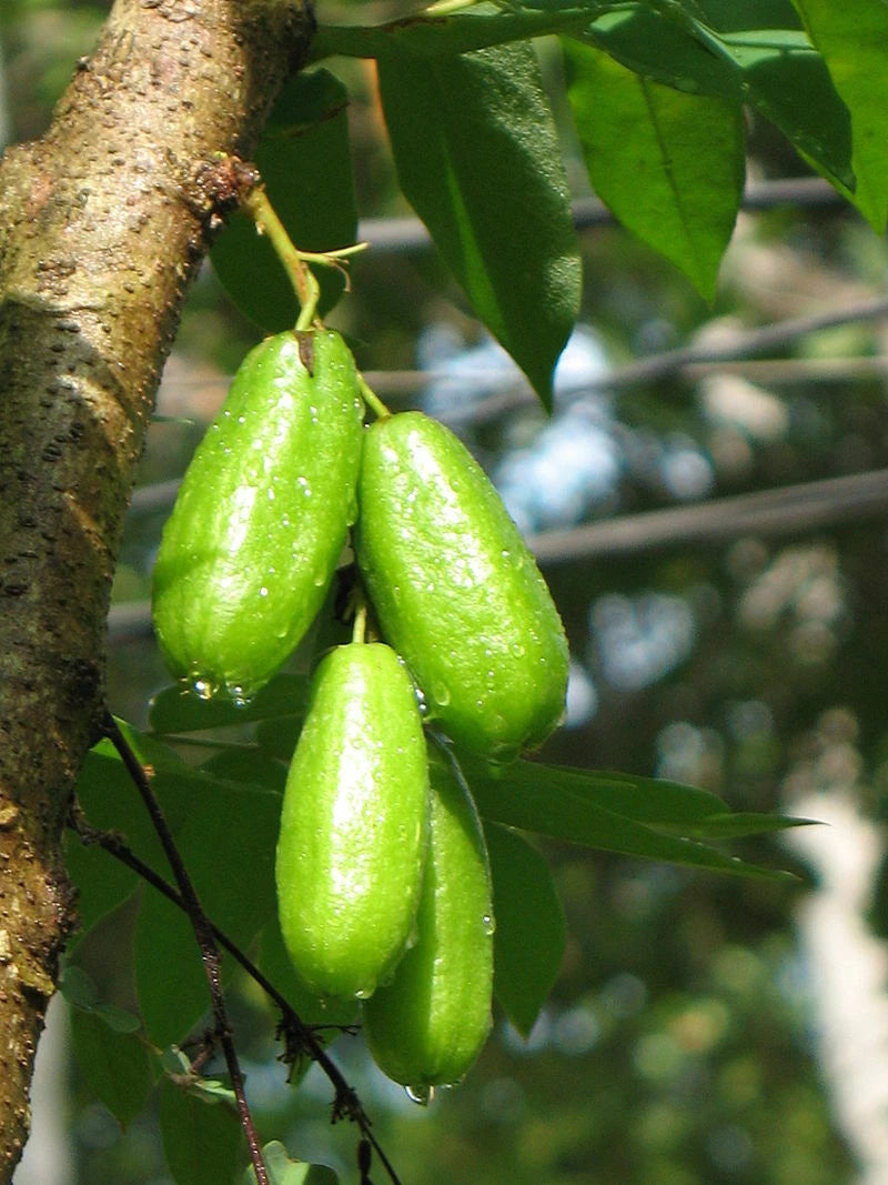 10 SEEDS AVERRHOA BILIMBI CUCUMBER TREE MIMBRO BILIMBINA KAMIAS VINAGRILLO